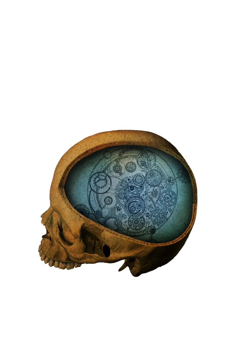 Anatomie Studio